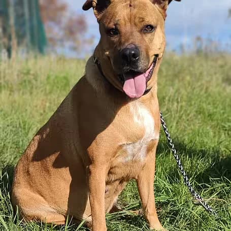 Aika, female Mixed Breed for adoption at Aktion Tier Tierheim Meissen, Meissen