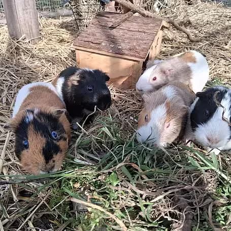 Buck, male Mixed Breed for adoption at Aktion Tier Tierheim Meissen, Meissen