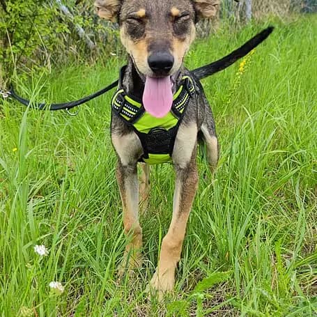 Chester, male puppy Mixed Breed for adoption at Aktion Tier Tierheim Meissen, Meissen