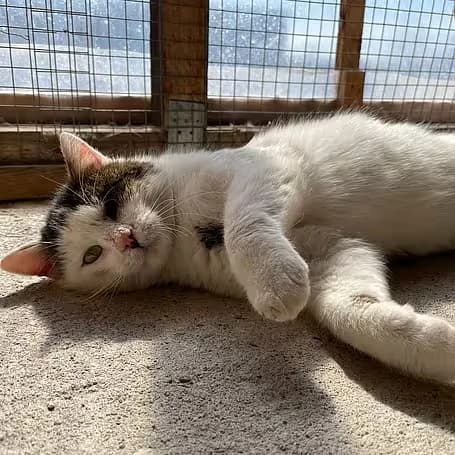 Cpt. Hook, gold male senior European Shorthair for adoption at Aktion Tier Tierheim Meissen, Meissen