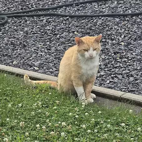 Don Vermittlungshilfe, male senior European Shorthair for adoption at Aktion Tier Tierheim Meissen, Meissen