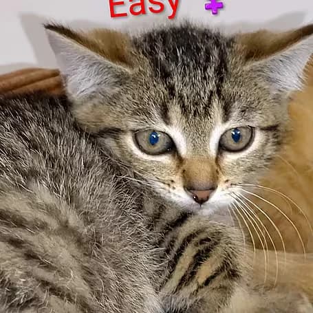 Easy, female puppy European Shorthair for adoption at Aktion Tier Tierheim Meissen, Meissen