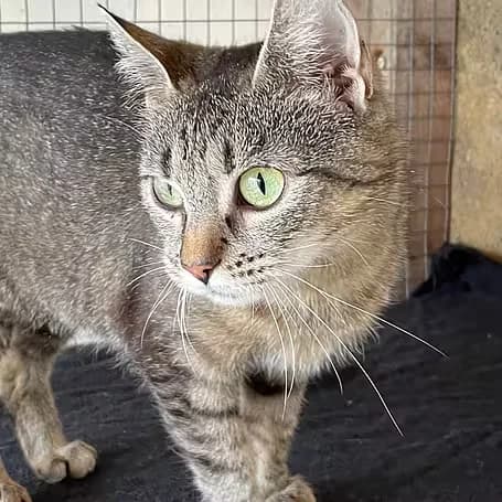 Ekatharina, female 5yo European Shorthair for adoption at Aktion Tier Tierheim Meissen, Meissen