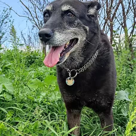 Emma, female senior Mixed Breed for adoption at Aktion Tier Tierheim Meissen, Meissen