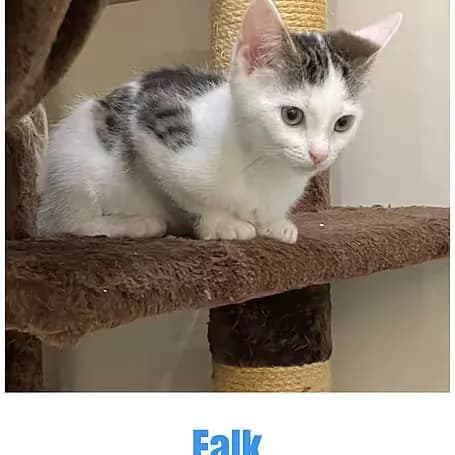 Falk, male puppy European Shorthair for adoption at Aktion Tier Tierheim Meissen, Meissen
