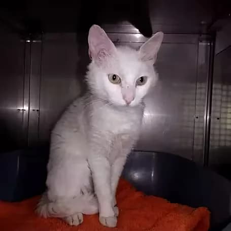 Farin, male 3yo European Shorthair for adoption at Aktion Tier Tierheim Meissen, Meissen