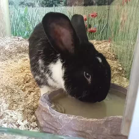 Faustus, male Mixed Breed for adoption at Aktion Tier Tierheim Meissen, Meissen