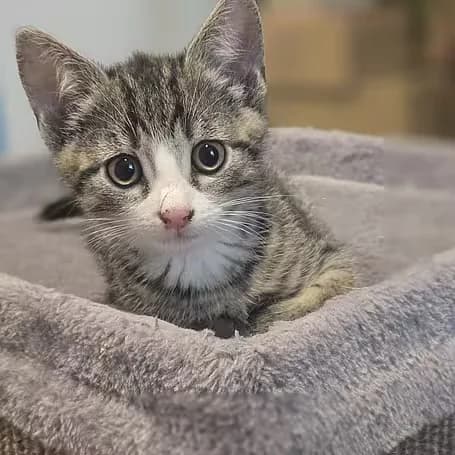 Fenrir, male puppy European Shorthair for adoption at Aktion Tier Tierheim Meissen, Meissen
