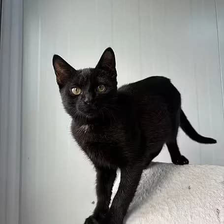 Ferrero, male puppy European Shorthair for adoption at Aktion Tier Tierheim Meissen, Meissen