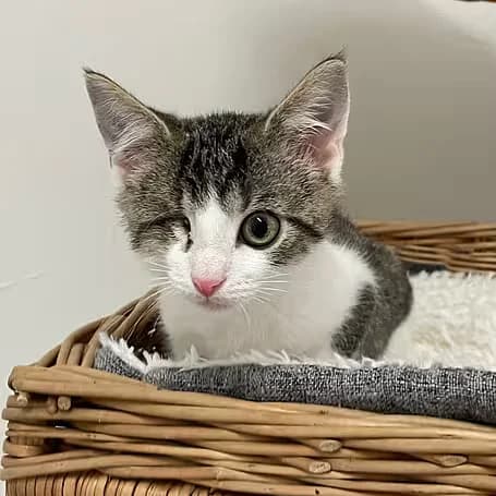 Fiete, male puppy European Shorthair for adoption at Aktion Tier Tierheim Meissen, Meissen