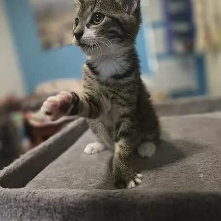 Floki, male puppy European Shorthair for adoption at Aktion Tier Tierheim Meissen, Meissen