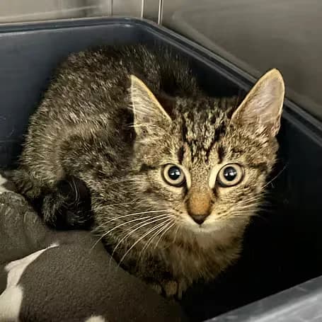 Fluffi, male puppy European Shorthair for adoption at Aktion Tier Tierheim Meissen, Meissen