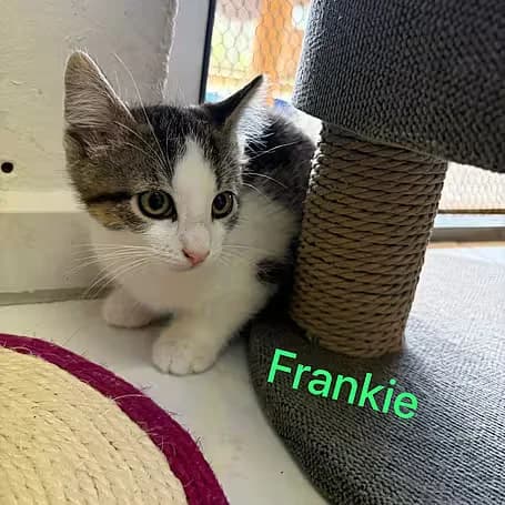 Frankie, male puppy European Shorthair for adoption at Aktion Tier Tierheim Meissen, Meissen