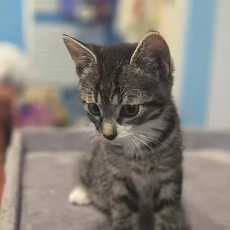 Freki, male puppy European Shorthair for adoption at Aktion Tier Tierheim Meissen, Meissen