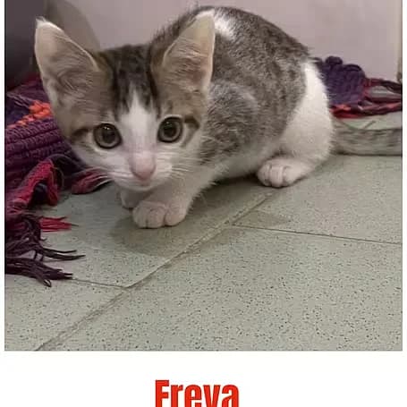 Freya, female puppy European Shorthair for adoption at Aktion Tier Tierheim Meissen, Meissen