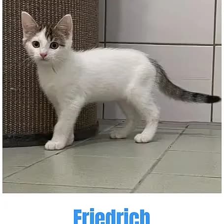 Friedrich, male puppy European Shorthair for adoption at Aktion Tier Tierheim Meissen, Meissen