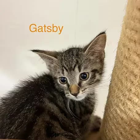 Gatsby, male puppy European Shorthair for adoption at Aktion Tier Tierheim Meissen, Meissen