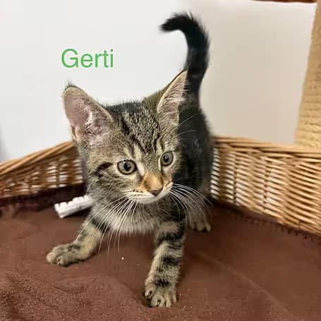 Gerti, female puppy European Shorthair for adoption at Aktion Tier Tierheim Meissen, Meissen