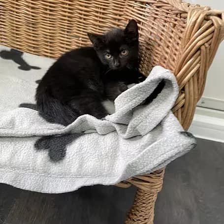 Gladys, female puppy European Shorthair for adoption at Aktion Tier Tierheim Meissen, Meissen