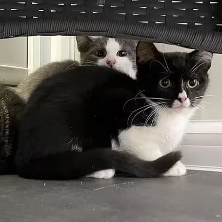 Gonstantin, male puppy European Shorthair for adoption at Aktion Tier Tierheim Meissen, Meissen