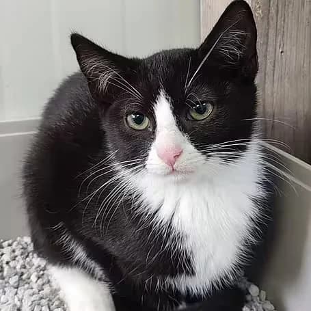 Goofy, male puppy European Shorthair for adoption at Aktion Tier Tierheim Meissen, Meissen
