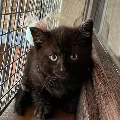 Guiseppe, male puppy European Shorthair for adoption at Aktion Tier Tierheim Meissen, Meissen