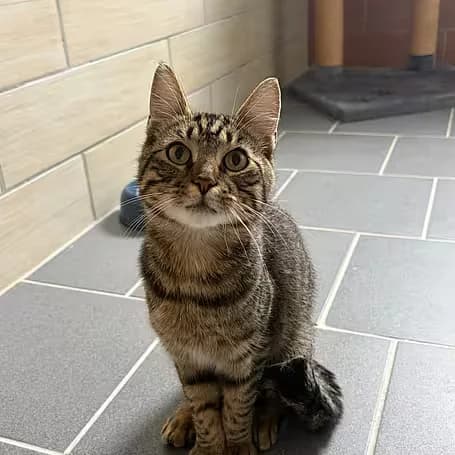Gus, male puppy European Shorthair for adoption at Aktion Tier Tierheim Meissen, Meissen