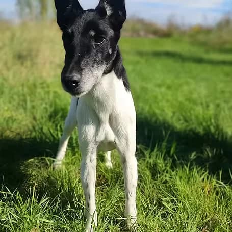 Harri, male senior mixed breed for adoption at Aktion Tier Tierheim Meissen, Meissen