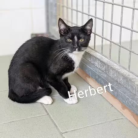 Herbert, male puppy European Shorthair for adoption at Aktion Tier Tierheim Meissen, Meissen