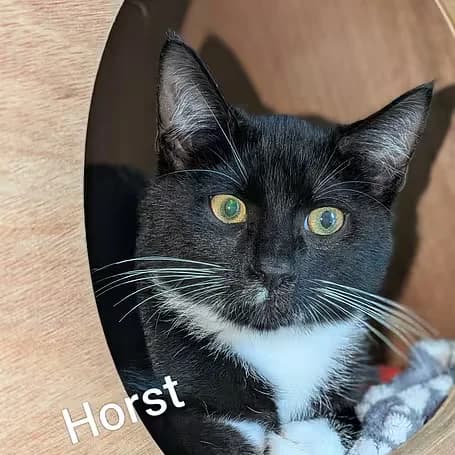 Horst, male puppy European Shorthair for adoption at Aktion Tier Tierheim Meissen, Meissen