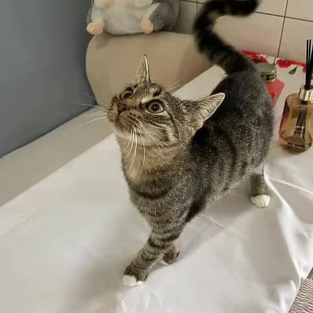 Leia, female puppy European Shorthair for adoption at Aktion Tier Tierheim Meissen, Meissen