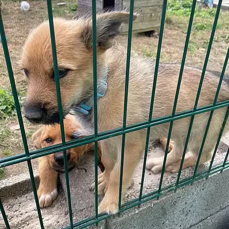 Lion, male puppy Mixed Breed for adoption at Aktion Tier Tierheim Meissen, Meissen