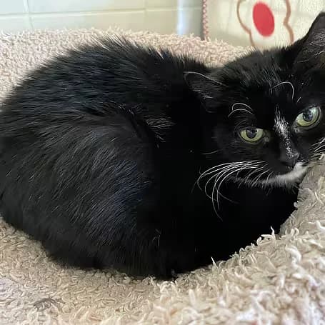 Luna, female 7yo European Shorthair for adoption at Aktion Tier Tierheim Meissen, Meissen