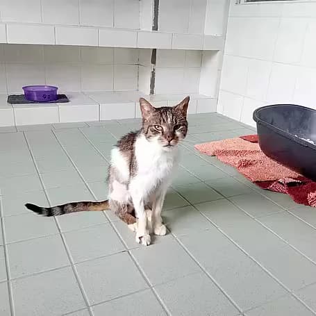 Manfred, male 4yo European Shorthair for adoption at Aktion Tier Tierheim Meissen, Meissen