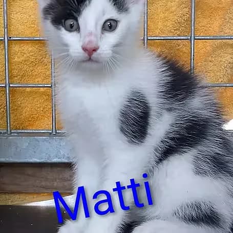 Matti, male puppy European Shorthair for adoption at Aktion Tier Tierheim Meissen, Meissen