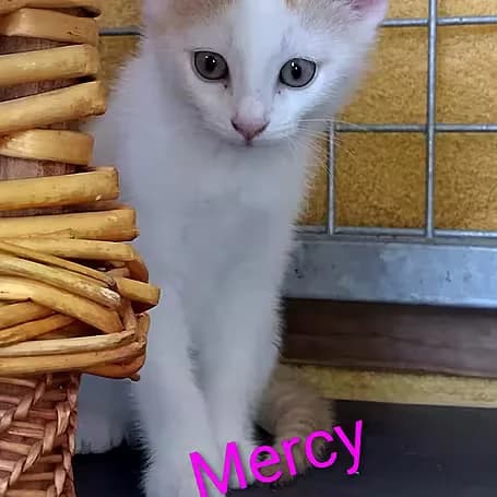 Mercy, female puppy European Shorthair for adoption at Aktion Tier Tierheim Meissen, Meissen