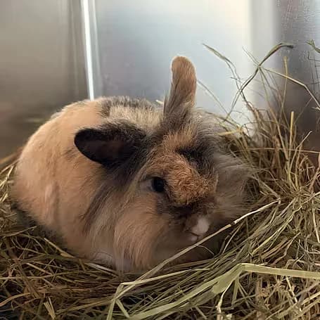 Noni, female Mixed Breed for adoption at Aktion Tier Tierheim Meissen, Meissen