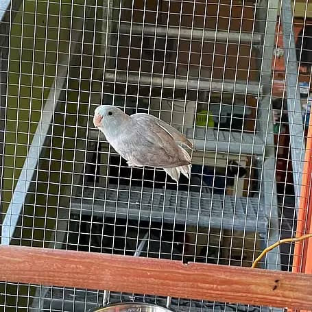 Kumpel, male Mixed Breed for adoption at Aktion Tier Tierheim Meissen, Meissen
