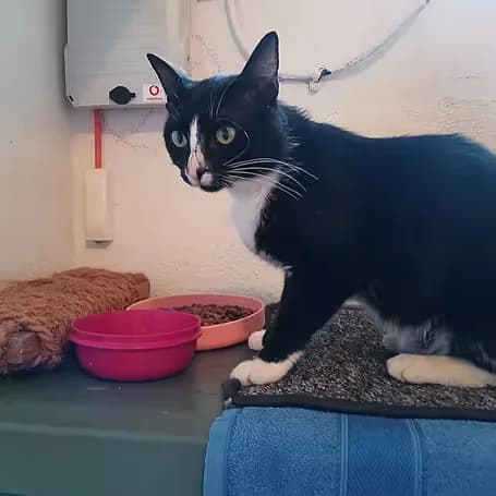 Privatvermittlung Mietzerli, male European Shorthair for adoption at Aktion Tier Tierheim Meissen, Meissen