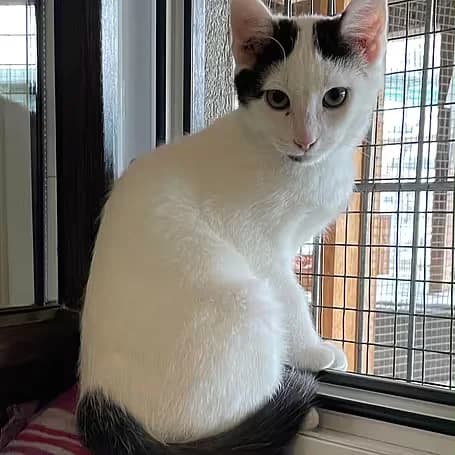 Santos, male puppy European Shorthair for adoption at Aktion Tier Tierheim Meissen, Meissen