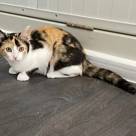 Sherry, female puppy European Shorthair for adoption at Aktion Tier Tierheim Meissen, Meissen