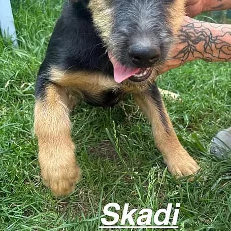 Skaddi, female puppy Mixed Breed for adoption at Aktion Tier Tierheim Meissen, Meissen
