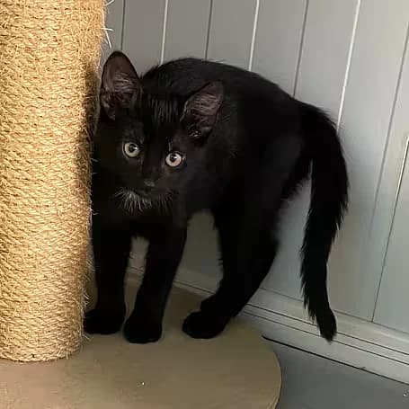 Skippy, male puppy European Shorthair for adoption at Aktion Tier Tierheim Meissen, Meissen