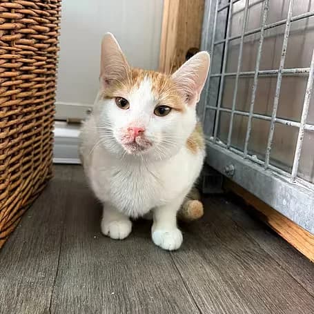 Snoopy, female puppy European Shorthair for adoption at Aktion Tier Tierheim Meissen, Meissen
