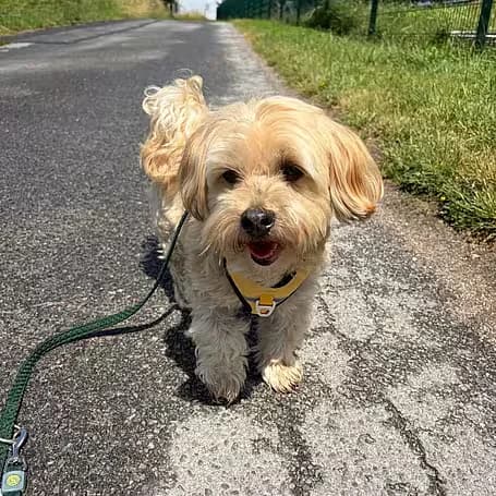 Theo, male senior Havanese for adoption at Aktion Tier Tierheim Meissen, Meissen
