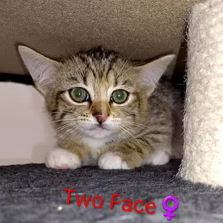 Two- face, female puppy European Shorthair for adoption at Aktion Tier Tierheim Meissen, Meissen