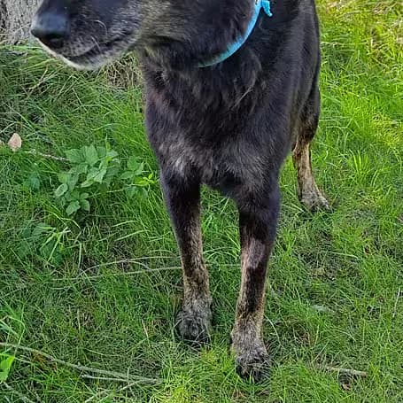 Tayson, male senior Mixed Breed for adoption at Aktion Tier Tierheim Meissen, Meissen