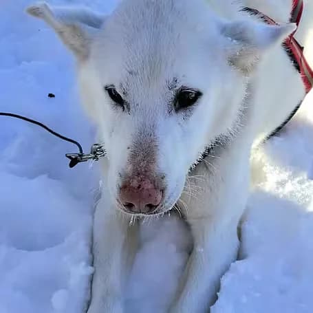 VERMITTLUNGSHILFE Hakon, male 7yo Husky for adoption at Aktion Tier Tierheim Meissen, Meissen