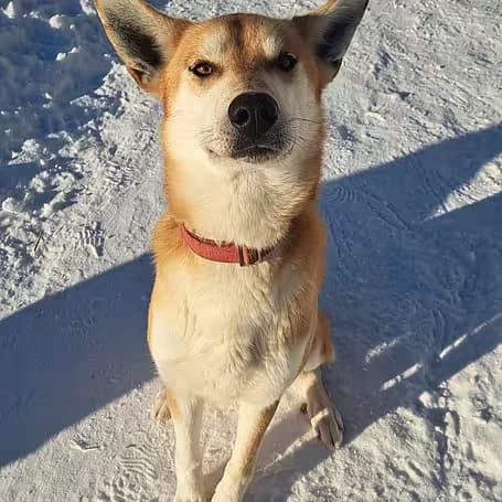 VERMITTLUNGSHILFE Lupi, male 3yo Husky for adoption at Aktion Tier Tierheim Meissen, Meissen