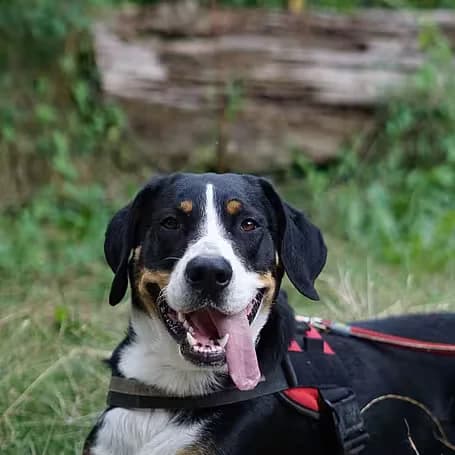 Vermittlungshilfe Ranger, male young mixed breed for adoption at Aktion Tier Tierheim Meissen, Meissen